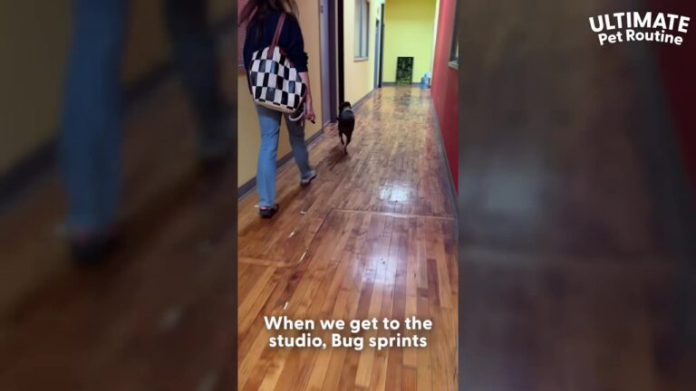New York Dog Accompanies Her Mom To Work Every Day, But One Special Reunion Steals The Show