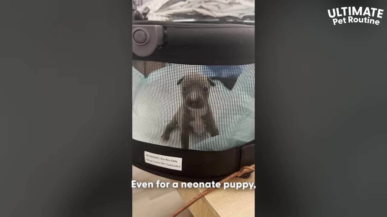A small, young puppy looking out from inside a black mesh pet carrier.