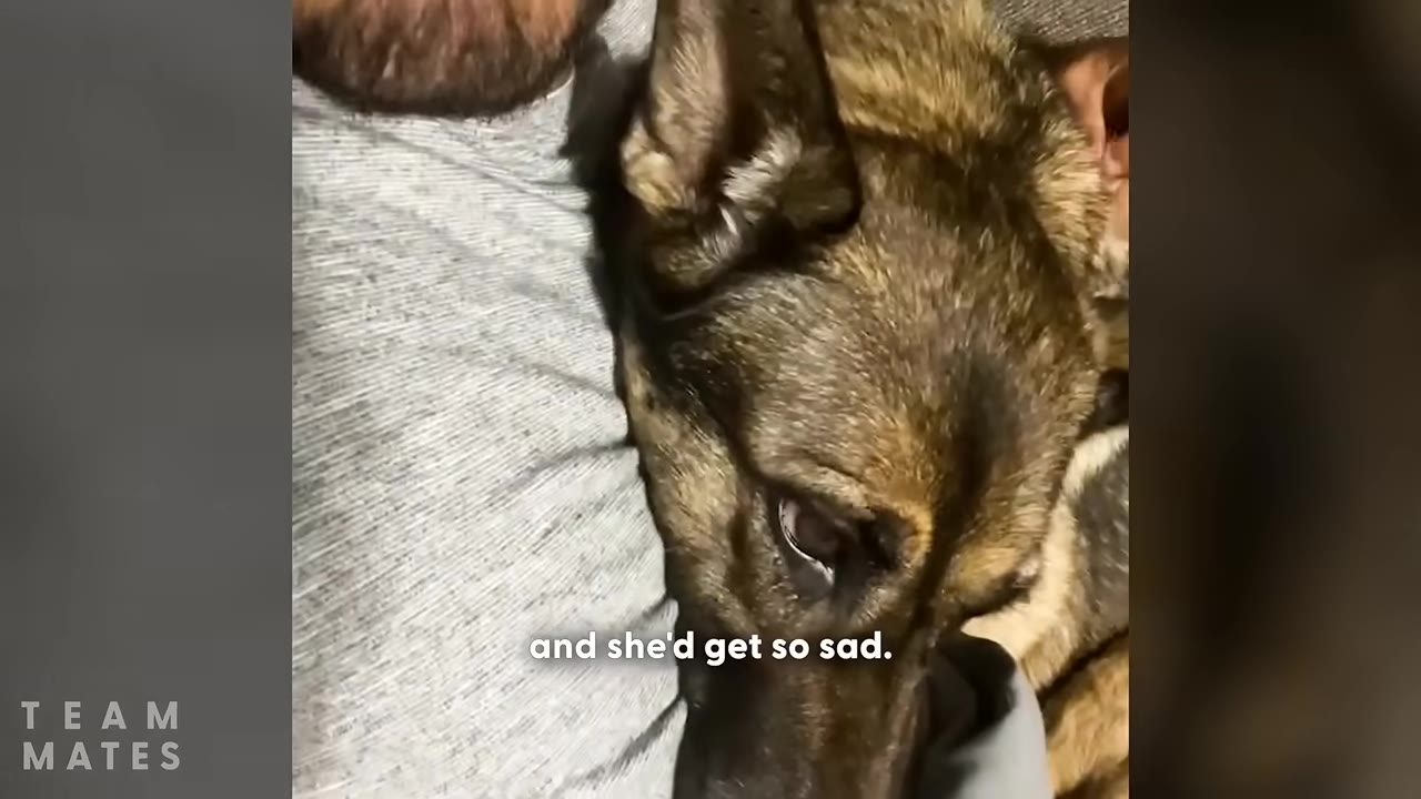 A close-up of a German Shepherd resting its head against a person's chest with a sad expression.