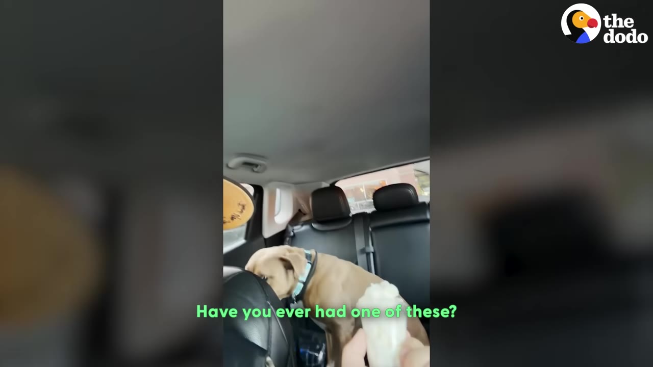 A hand holds a small cup of whipped cream towards a tan dog sitting in the back seat of a car, with the subtitle 'Have you ever had one of these?'.