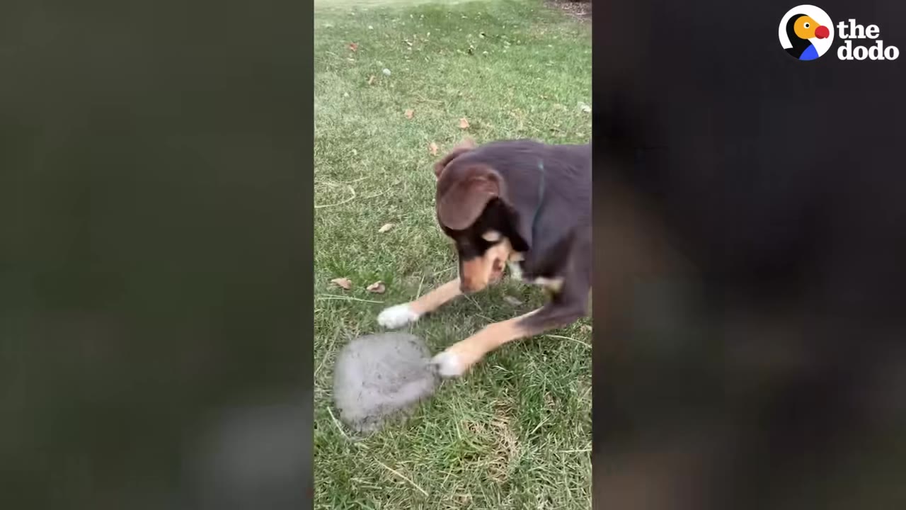 A brown and tan dog uses its paws to push a large, flat chunk of ice across a grassy lawn.