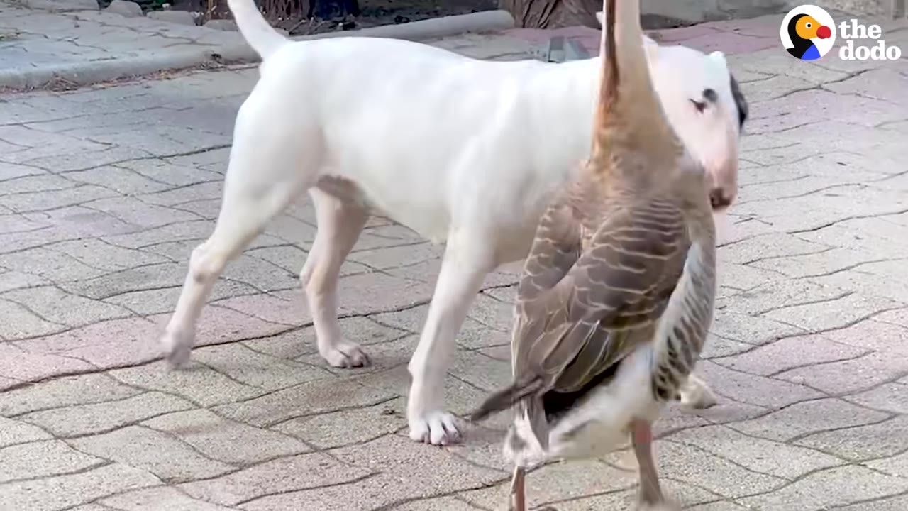 A white bull terrier stands on a paved patio facing a brown goose.