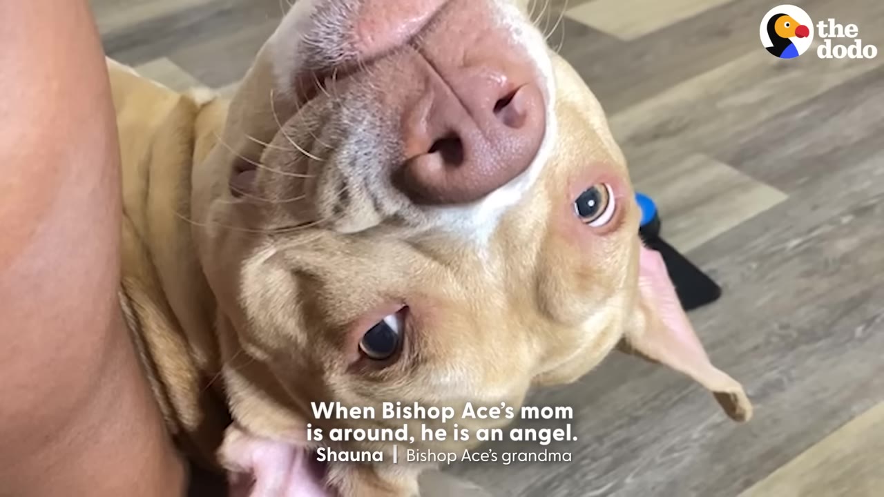 A tan pit bull-type dog lies upside down on the floor, looking up with wide, expressive eyes.