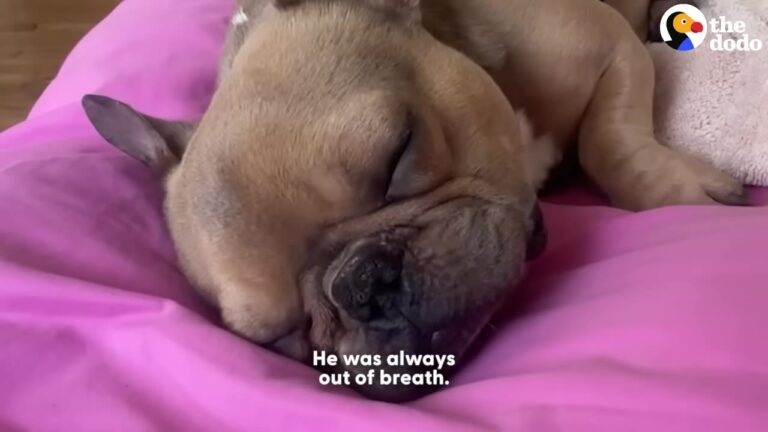 California Dog Gasping For Air Goes In For Routine Surgery, But A Devastating Phone Call Changes Everything