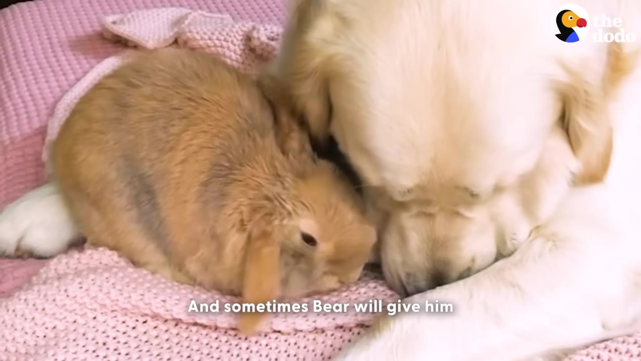 A small brown lop-eared rabbit snuggles close to the face of a resting golden retriever on a pink knit blanket.