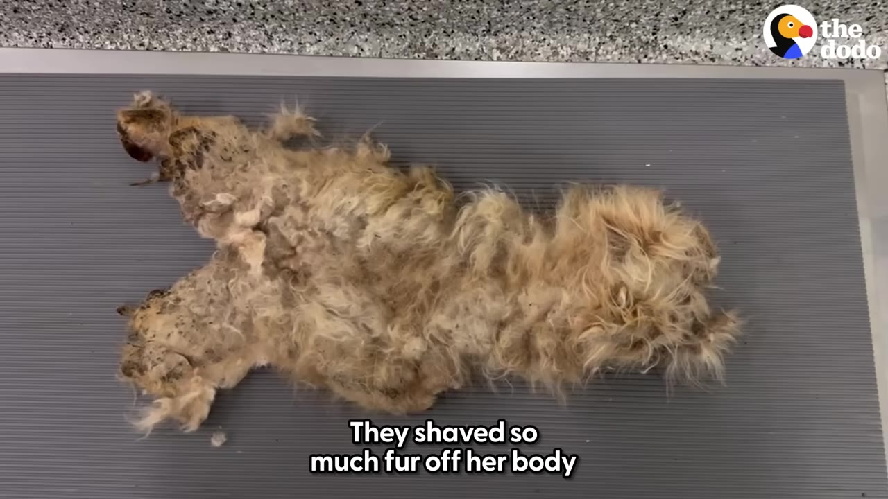 A large, matted pelt of light brown dog fur lying on a gray mat, showing the shape of the dog it was shaved from.