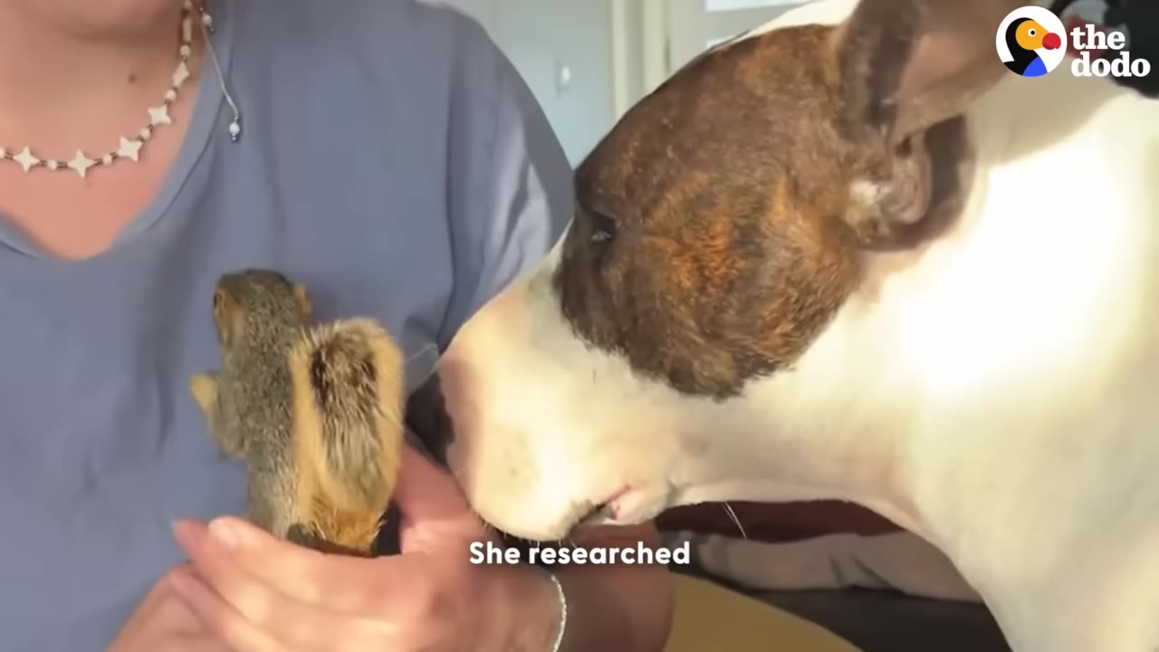 A person wearing blue medical scrubs holds a tiny squirrel in their hands while a bull terrier dog gently sniffs it.