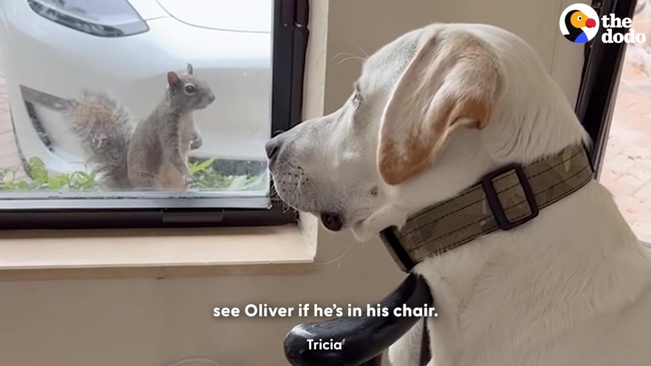 A white dog wearing a collar sits indoors, looking through a window at a squirrel standing on its hind legs outside.