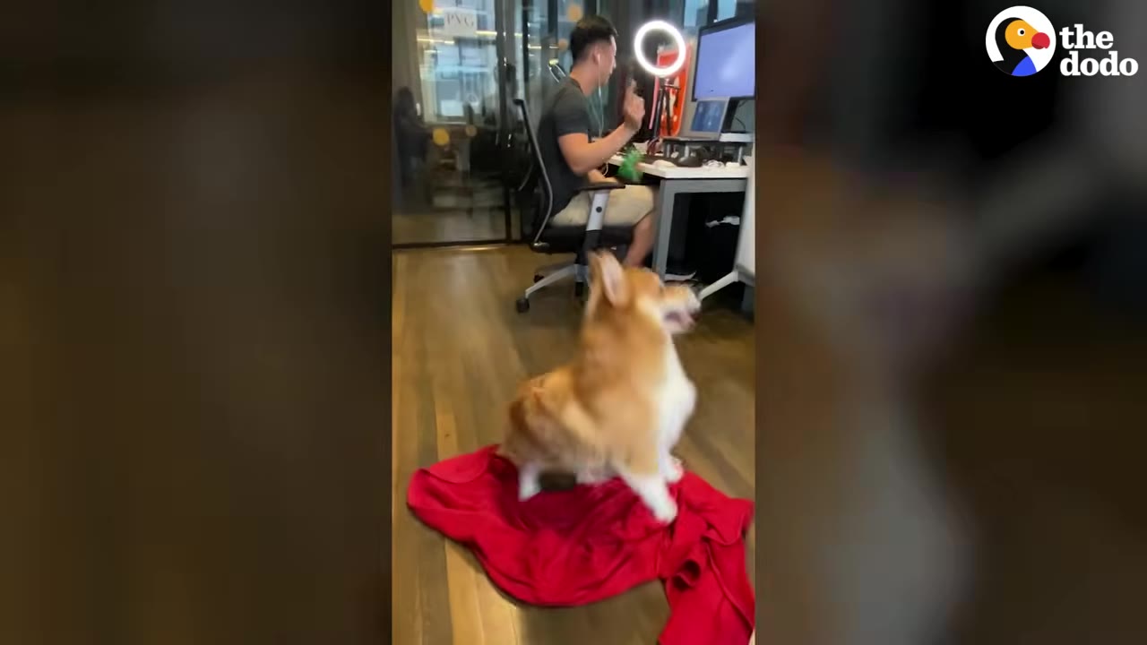 A man sits at his desk working on a computer while his corgi sits on a red blanket on the floor nearby, looking up at him.