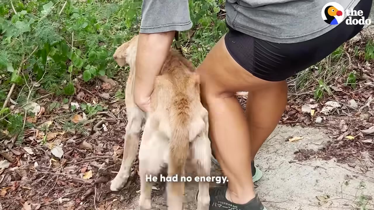 A person gently supports a very thin, light brown dog from behind as it struggles to stand on a dirt path.