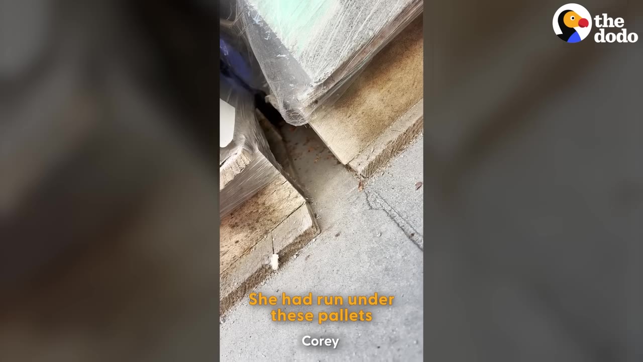 A close-up shot of the narrow gap underneath wooden pallets wrapped in plastic on a concrete floor.