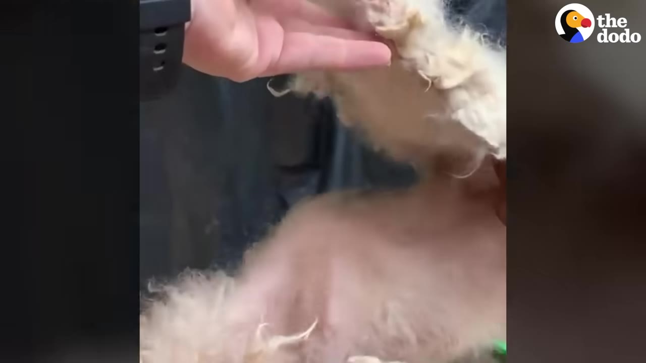 A hand lifts a thick, solid mat of light-colored fur away from a dog's pink, shaved skin, showing the severity of the matting.