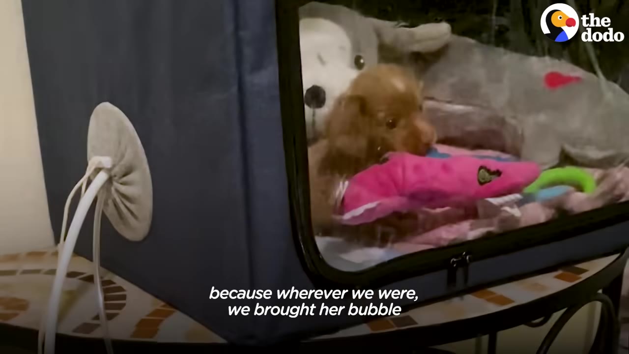 A small brown puppy sits inside a blue oxygen chamber with a clear plastic window, holding a pink toy in its mouth.
