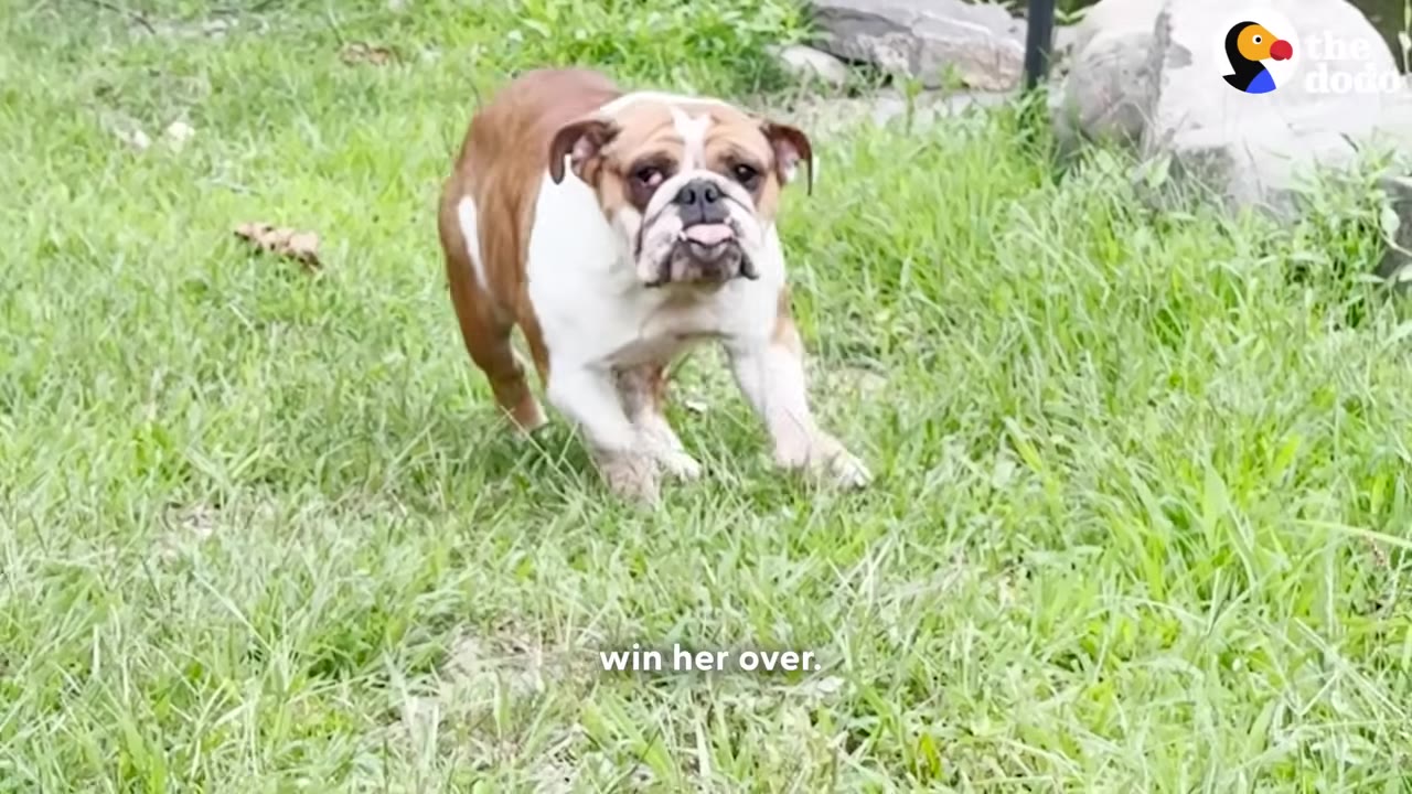 A brown and white bulldog stands in a grassy field, looking forward with its tongue slightly sticking out.