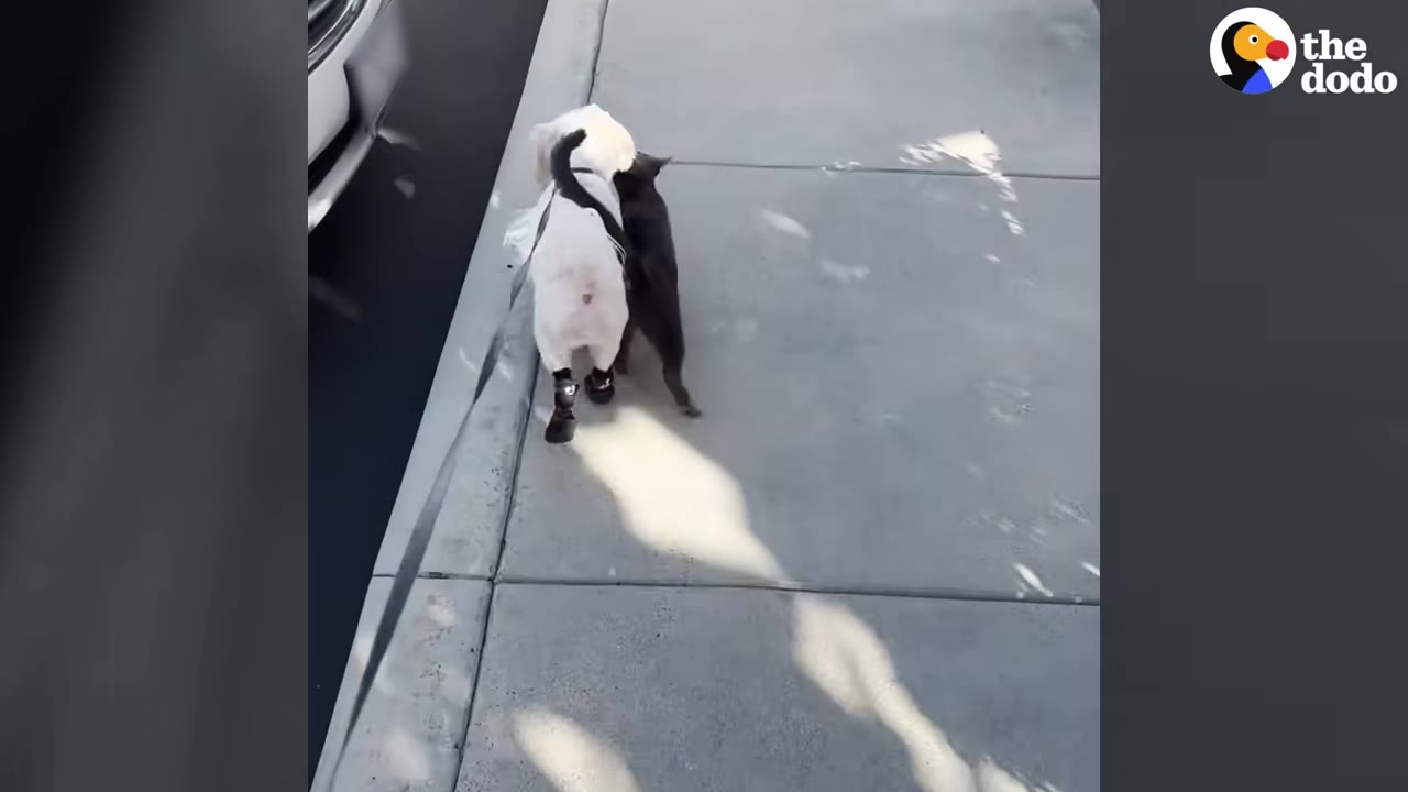 A small white dog wearing black booties walks on a sidewalk next to a dark grey cat that is walking closely pressed against its side.