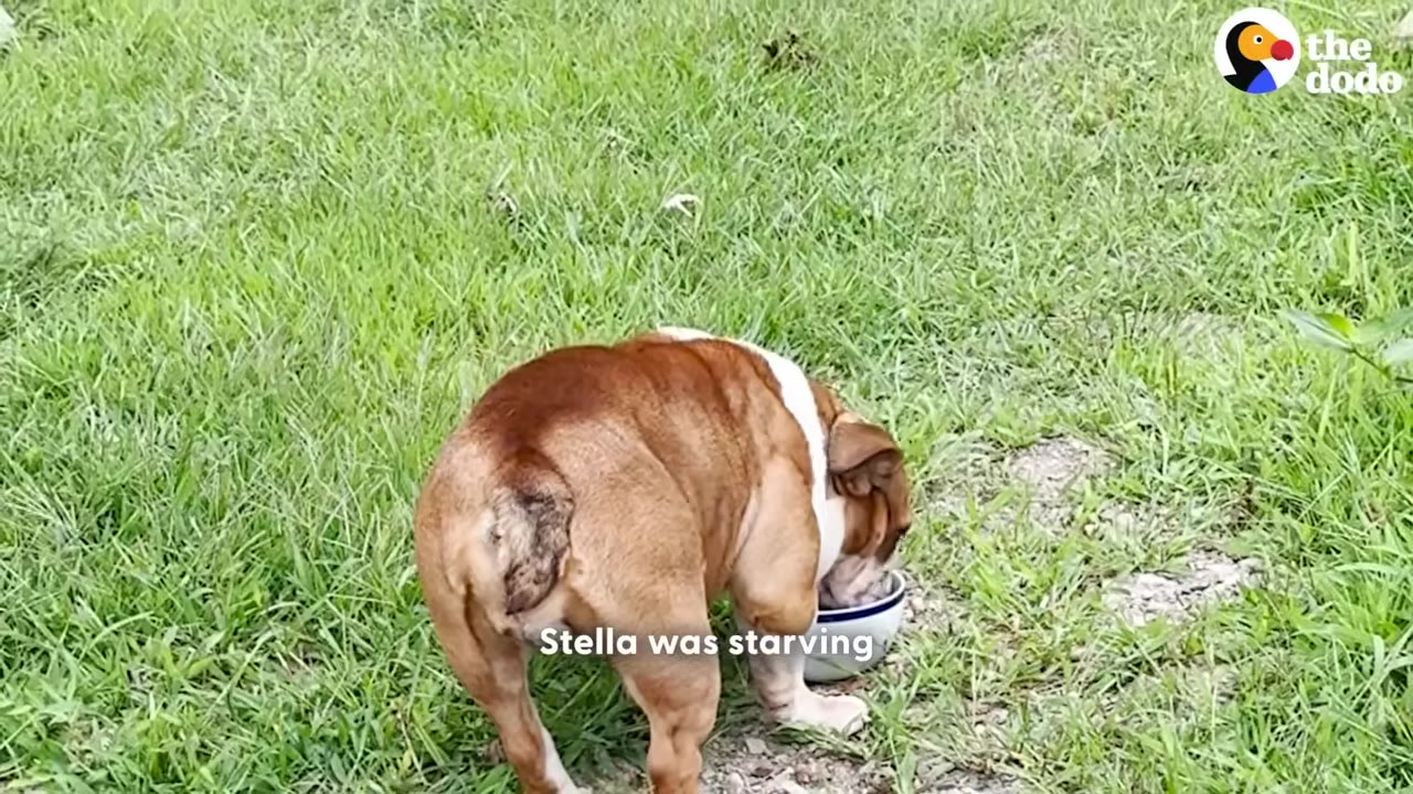 An English bulldog eating eagerly from a white bowl placed on the grass.