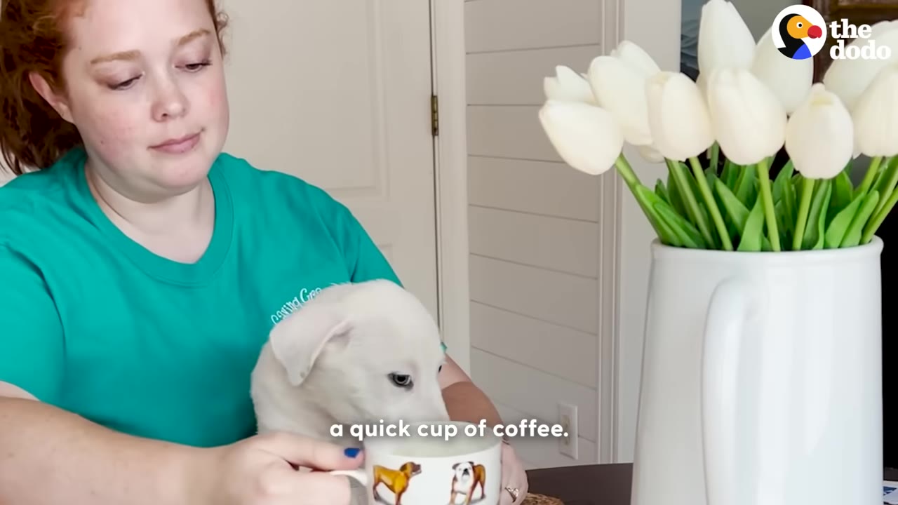 A woman in a green t-shirt sitting at a table with a white puppy in her lap, holding a dog-themed mug next to a vase of white tulips.
