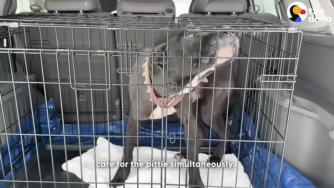 A gray pit bull wearing a collar stands inside a metal wire crate in the back of a vehicle.