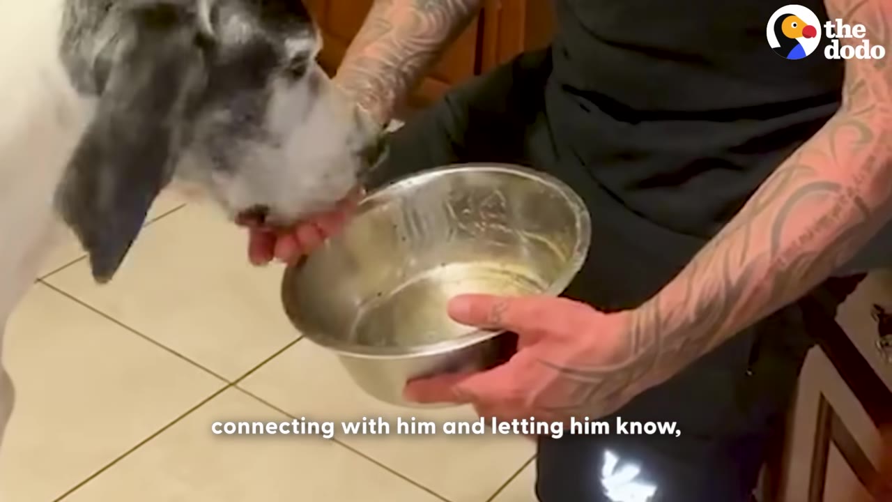 A man with tattooed arms holds a metal bowl and hand-feeds a large grey and white dog.