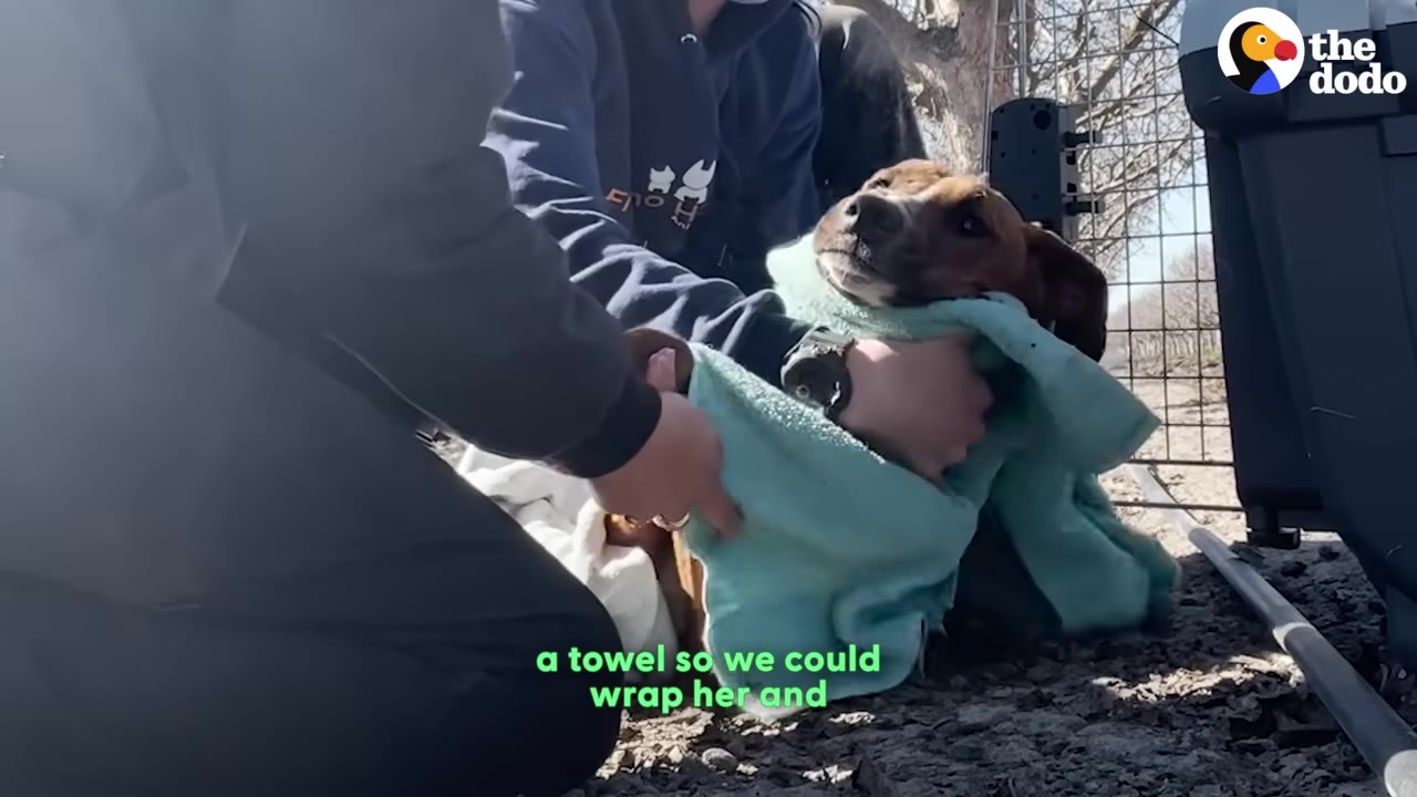 Two rescuers gently wrap a brown dog in a light blue towel while kneeling on the ground.