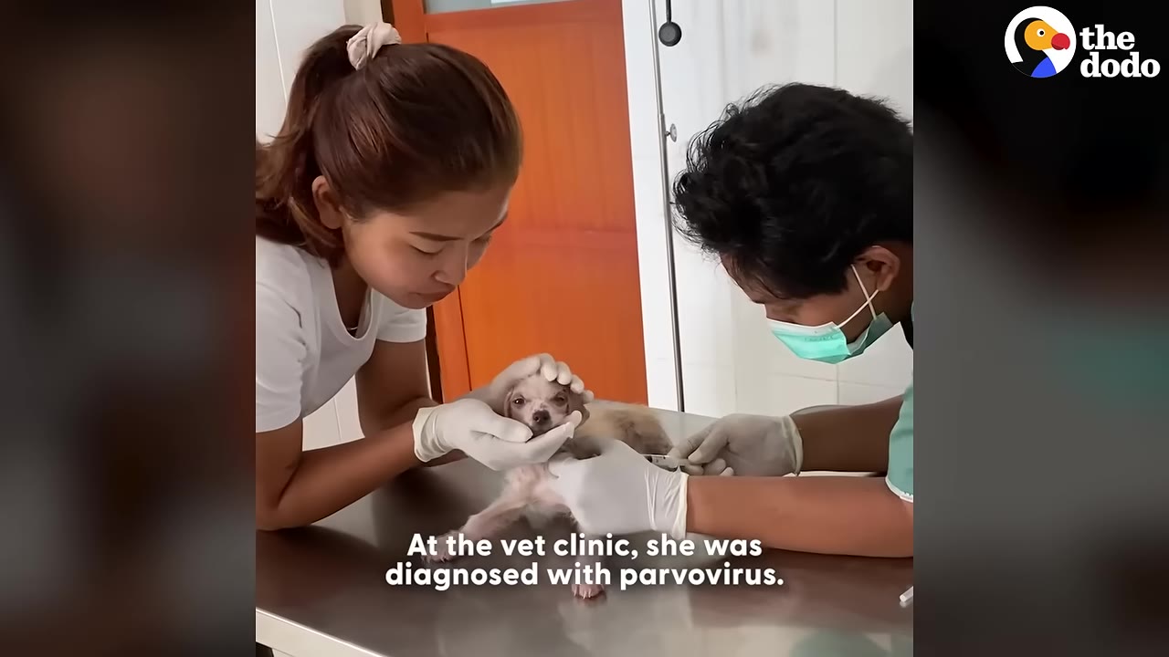 Two veterinary clinic workers wearing gloves examine a small, light-colored puppy on a metal examination table.
