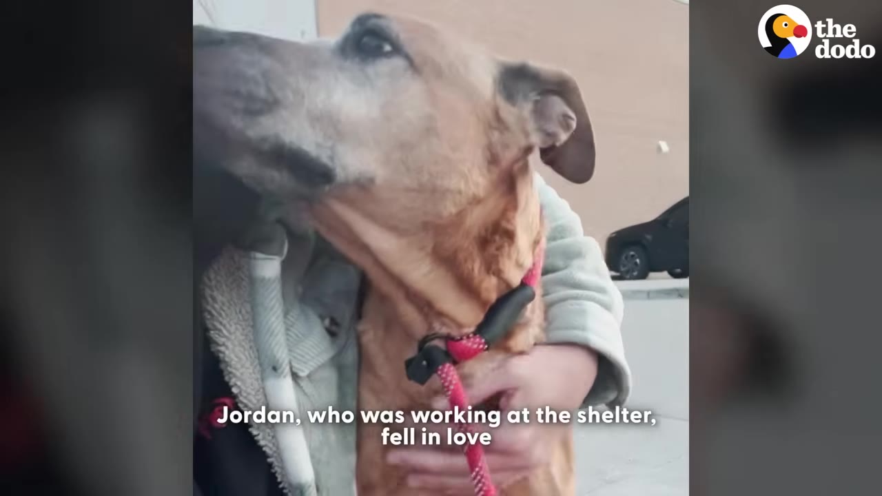A brown dog being embraced by a person wearing a light-colored jacket.