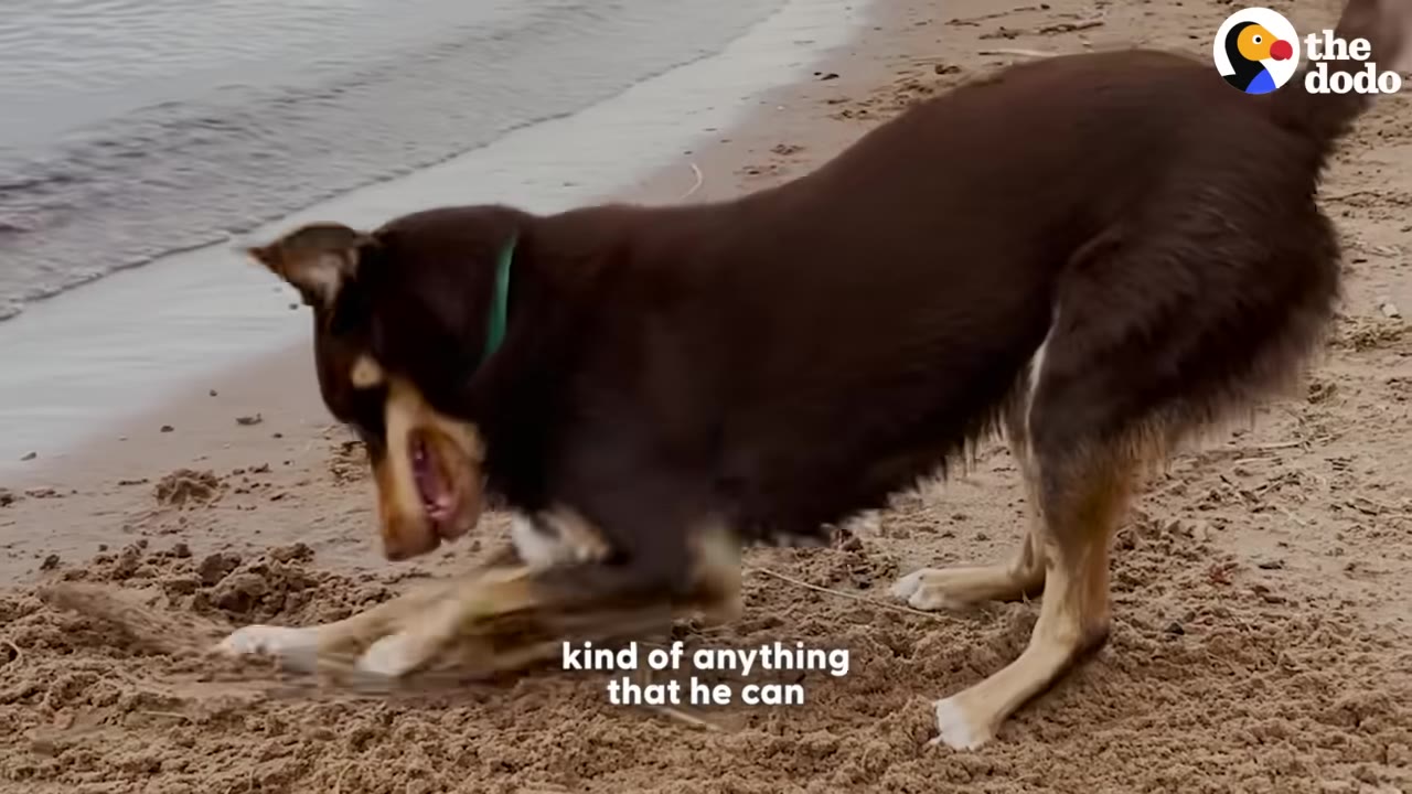 A brown and tan dog with its mouth open in a happy grin, digging in the sand on a beach next to the water.