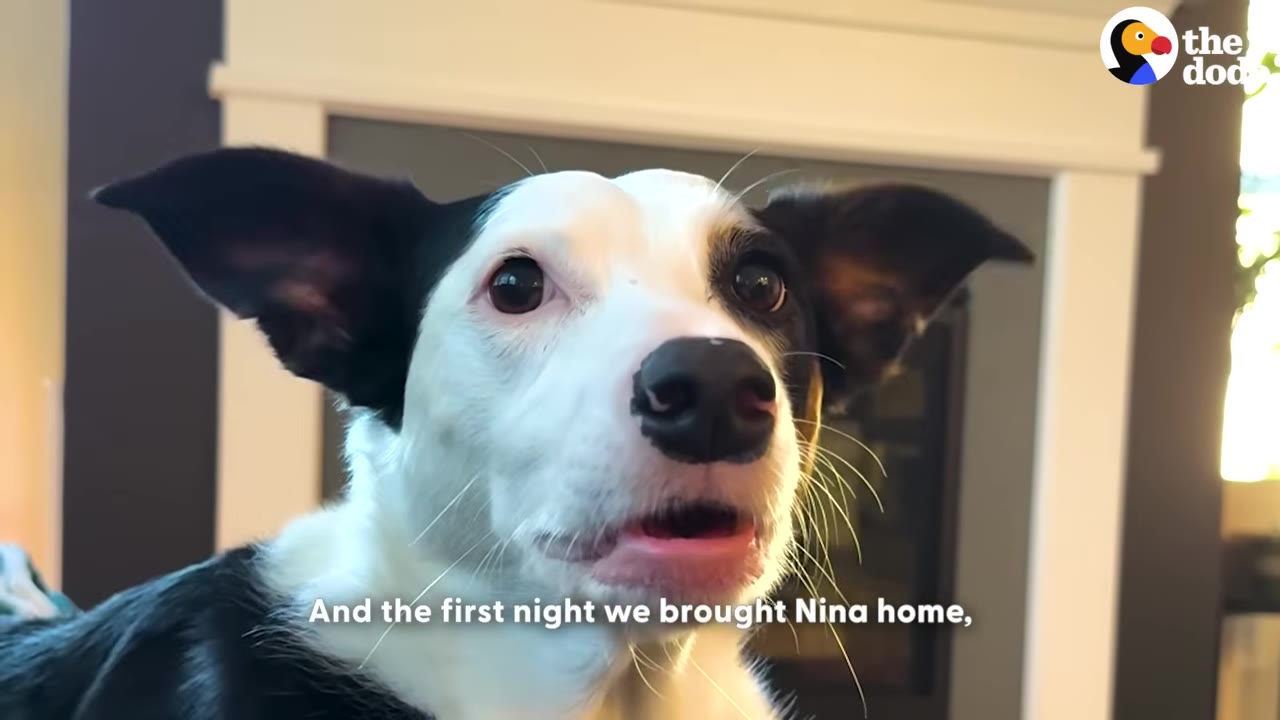 A close-up of a black and white dog with floppy ears looking forward with an open mouth inside a home.