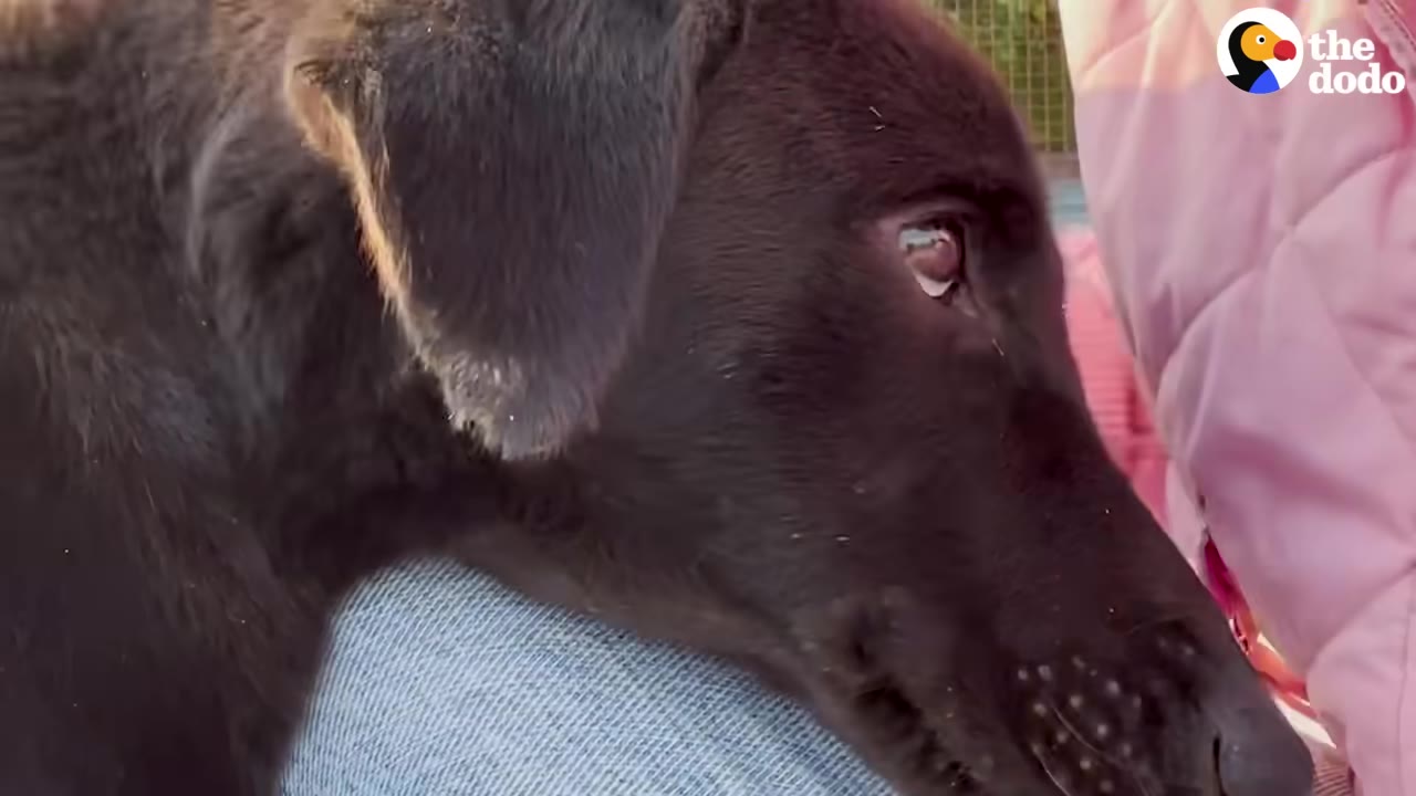A close-up of a black dog resting its head trustingly on a person's lap.