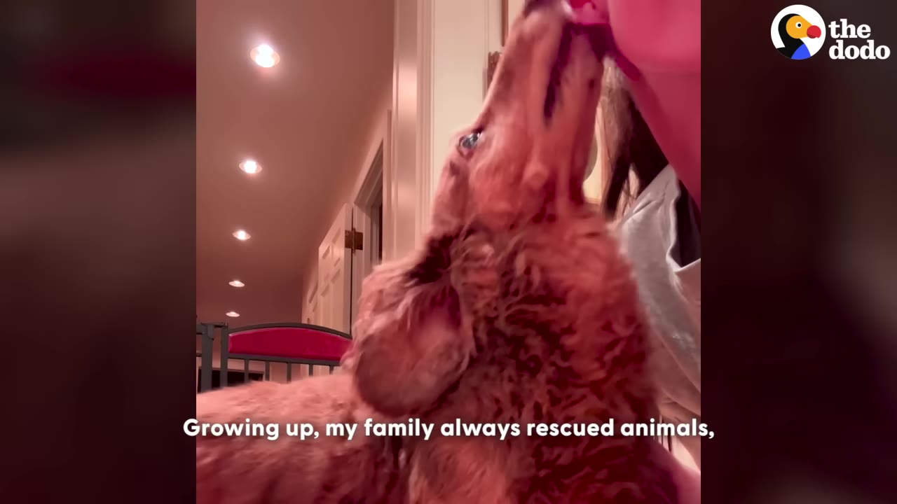 A close-up of a long-haired dog licking a person's chin indoors.