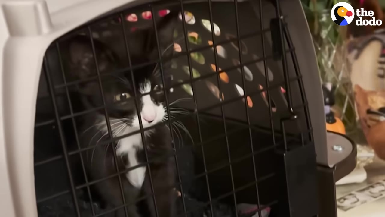A small black and white kitten looks out through the wire door of a grey plastic pet carrier.