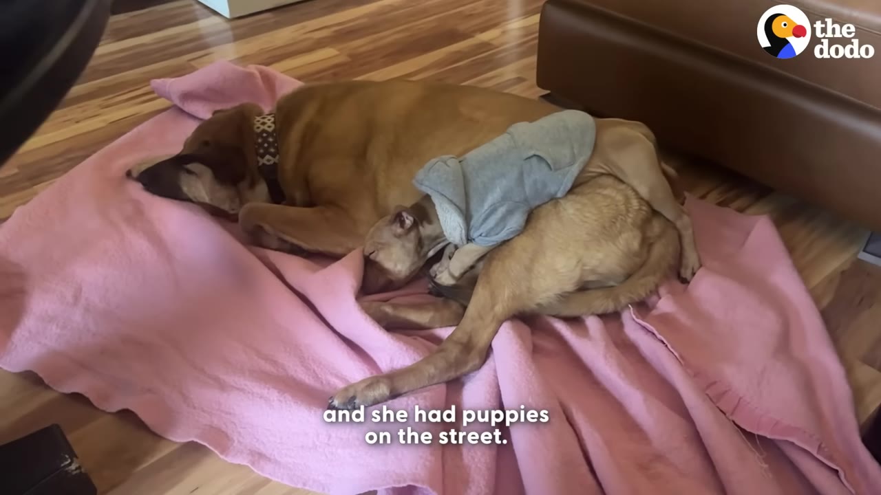 A large brown dog lies sleeping on a pink blanket on a wooden floor, with a smaller tan dog wearing a grey sweater curled up asleep next to her.