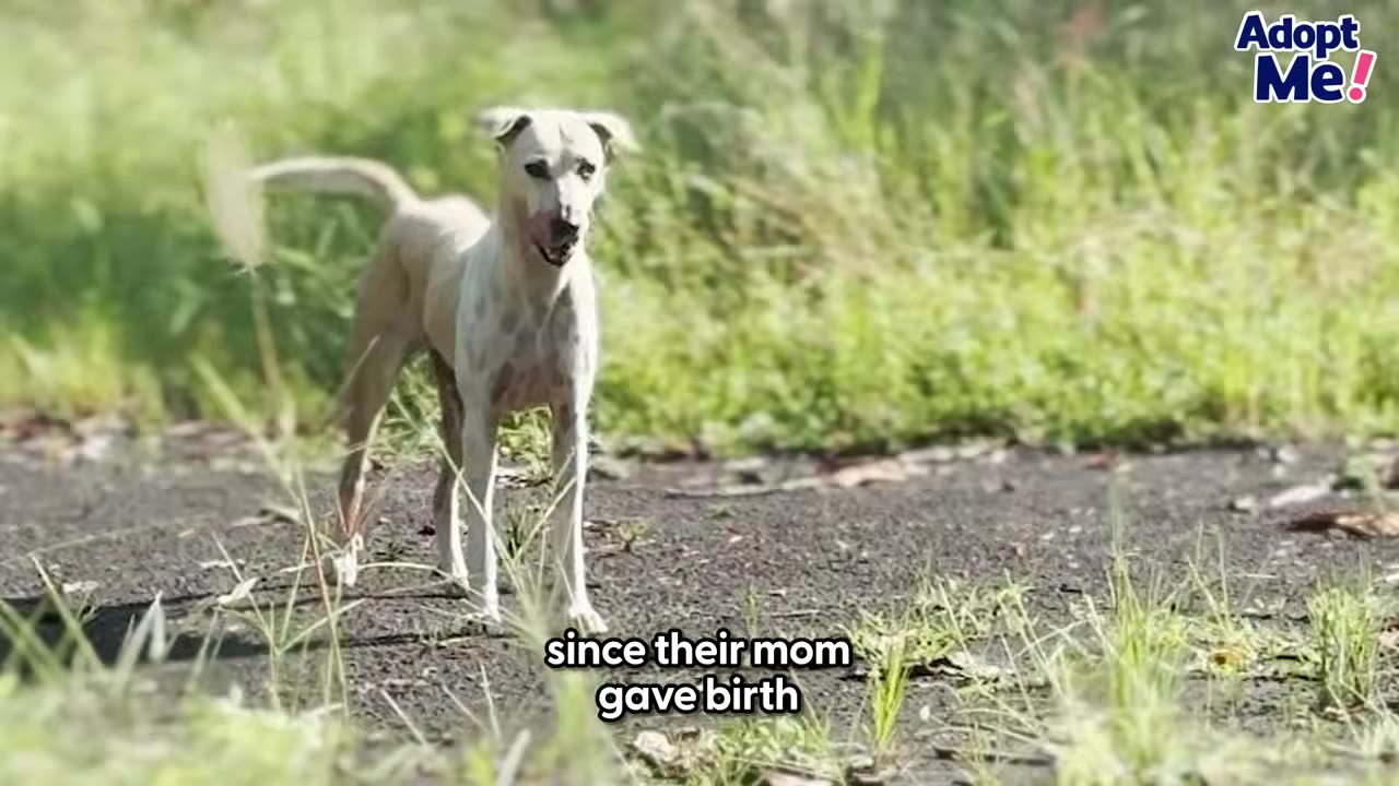 A slender, light-colored dog stands alertly on a dirt path surrounded by tall green grass.