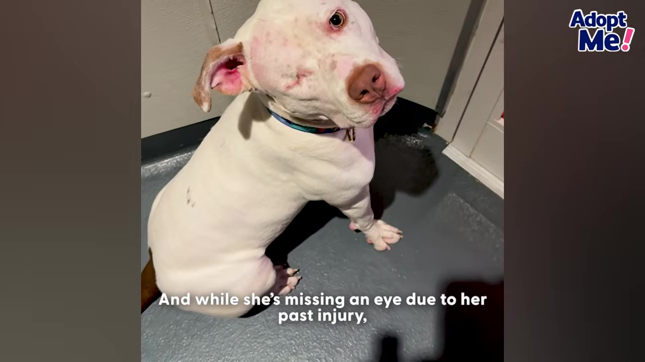 A white dog with a missing eye sits on a gray floor, looking up towards the camera.