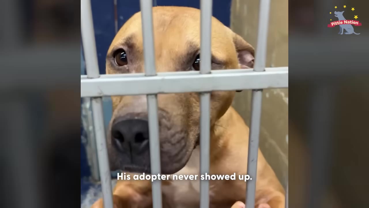 A close-up of a brown dog looking sadly through the metal bars of a shelter kennel, with text overlay reading 'His adopter never showed up.'