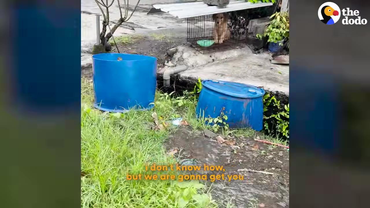 A small brown dog sits inside a wire cage with a green bowl, under a makeshift metal roof held down by a rock, with text overlay reading 'I don't know how, but we are gonna get you'.