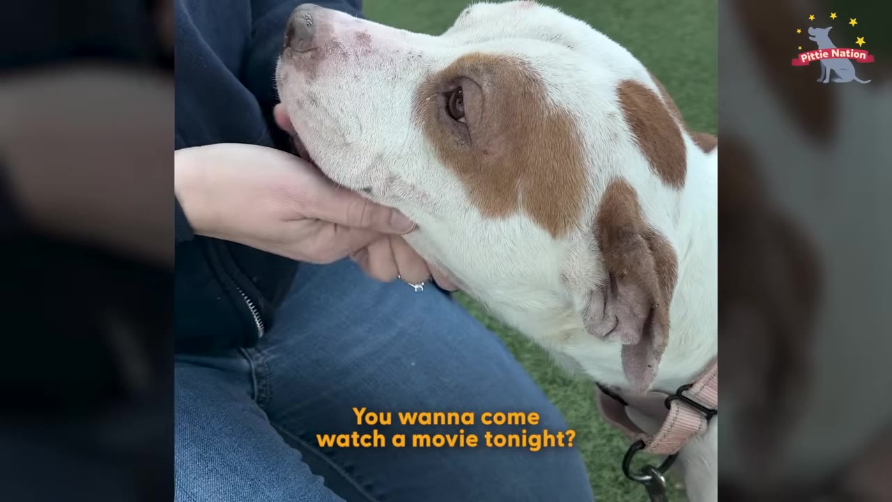 A close-up of a white and brown dog having its chin gently cradled by a person's hand.