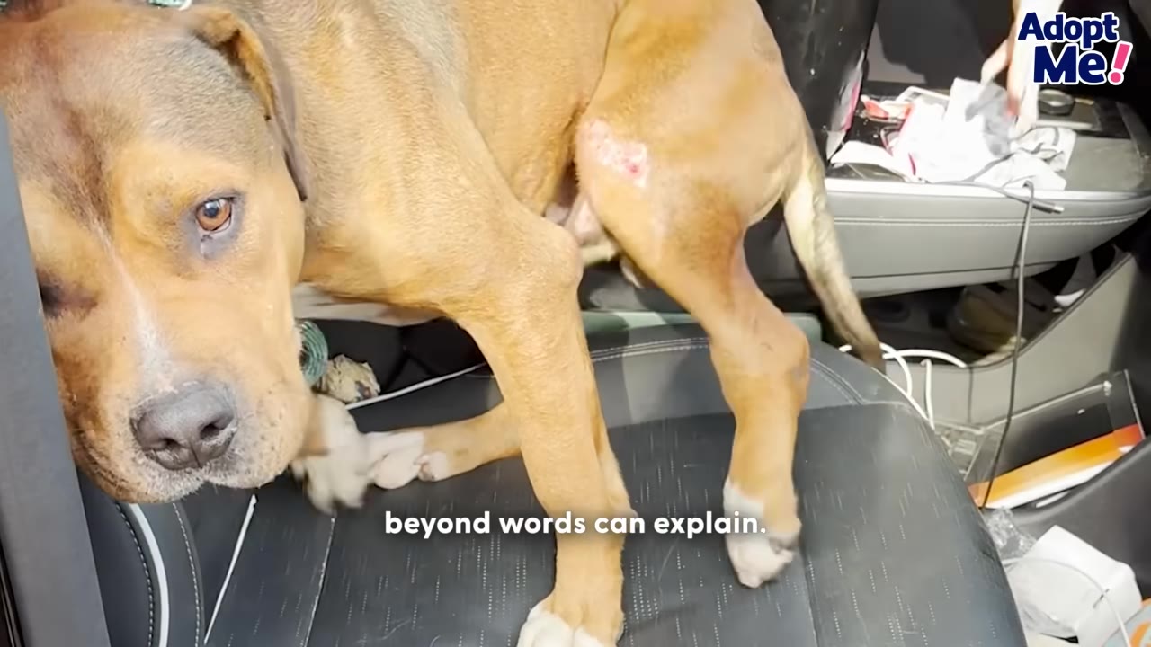 A brown and white dog with a wound on its hind leg sits on a black leather car seat, looking towards the camera.
