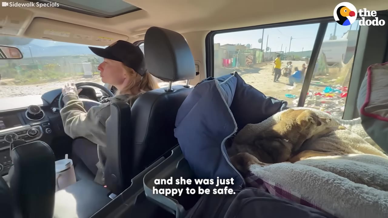 A small brown dog rests peacefully on a dog bed in the back seat of a car while a woman in a black cap drives.