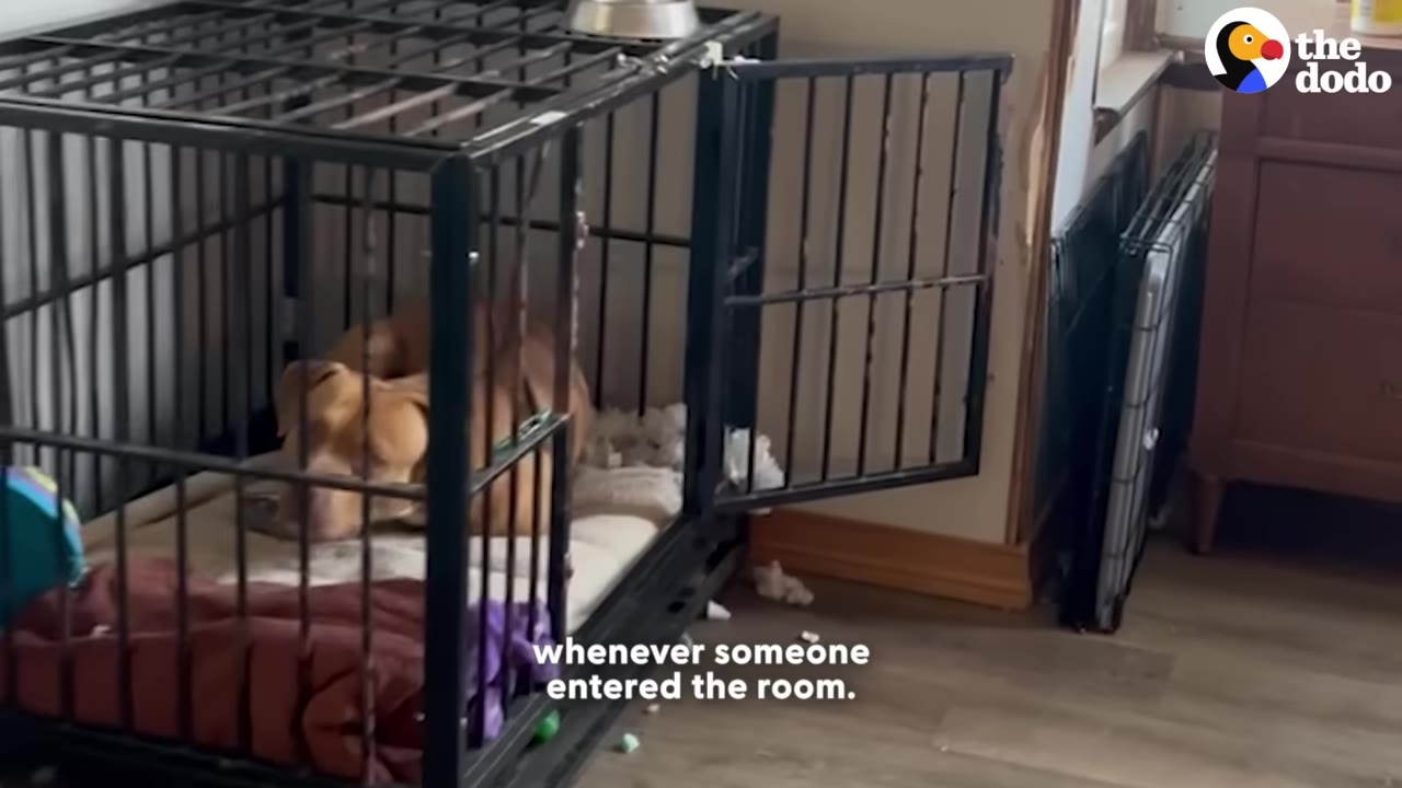 A brown dog lies curled up on a bed inside a large black metal crate with its door open in a room.