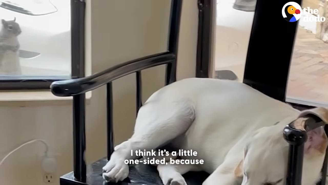 A white dog sleeps on a black chair indoors while a squirrel stands outside on the window sill looking in.