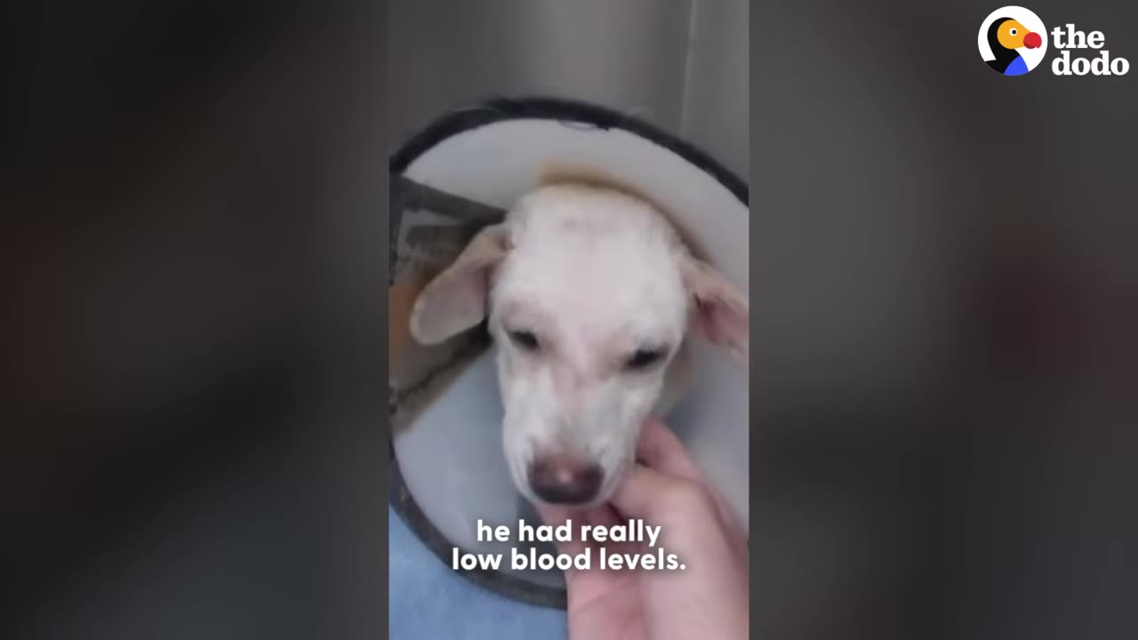 A small, light-colored dog wearing a plastic veterinary cone looks up as a hand gently strokes its chin.