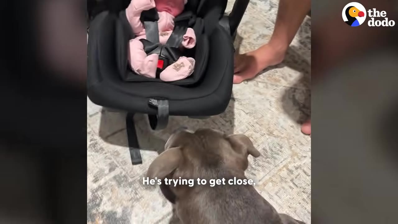 A grey pit bull looks cautiously at a newborn baby in a black car seat on a patterned rug.