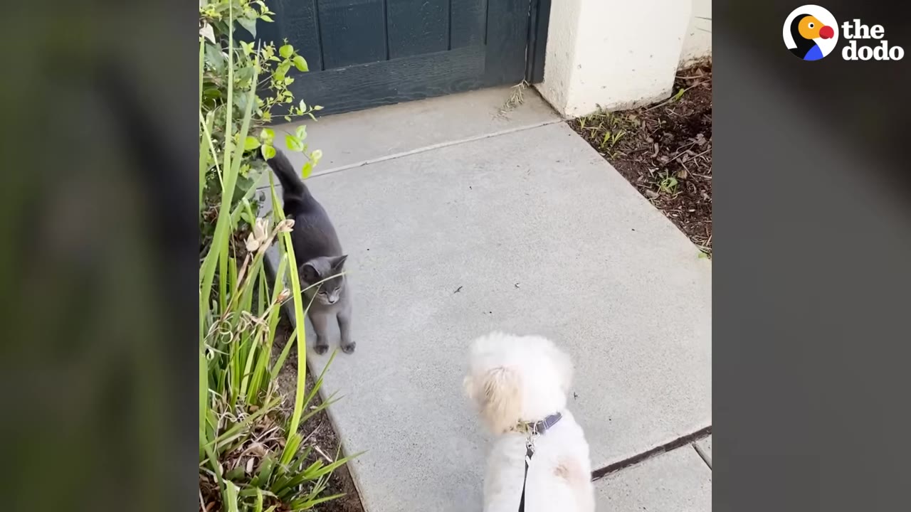 A grey cat stands on a concrete path next to green plants, turned around to look back at a small white dog on a leash.