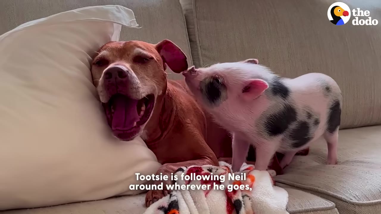 A small black-and-white spotted piglet stands on a couch next to a brown dog who is yawning.