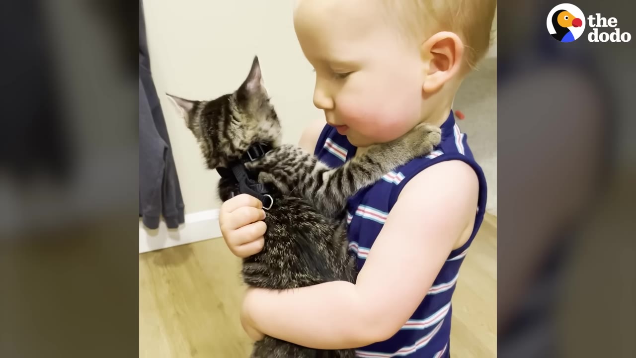 A toddler in a blue striped sleeveless shirt gently hugs a small tabby kitten wearing a black harness.