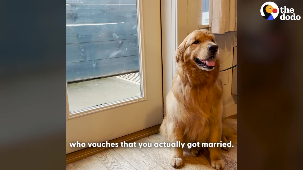 A golden retriever named Wally sits upright next to a glass door, looking alert and happy.