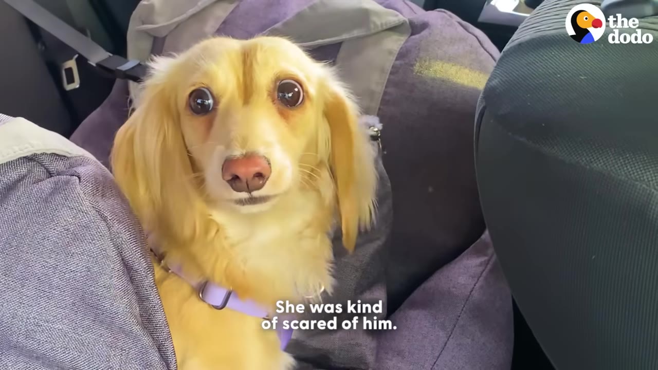 A light-colored long-haired dachshund with wide, expressive eyes looks directly at the camera while sitting in a car.