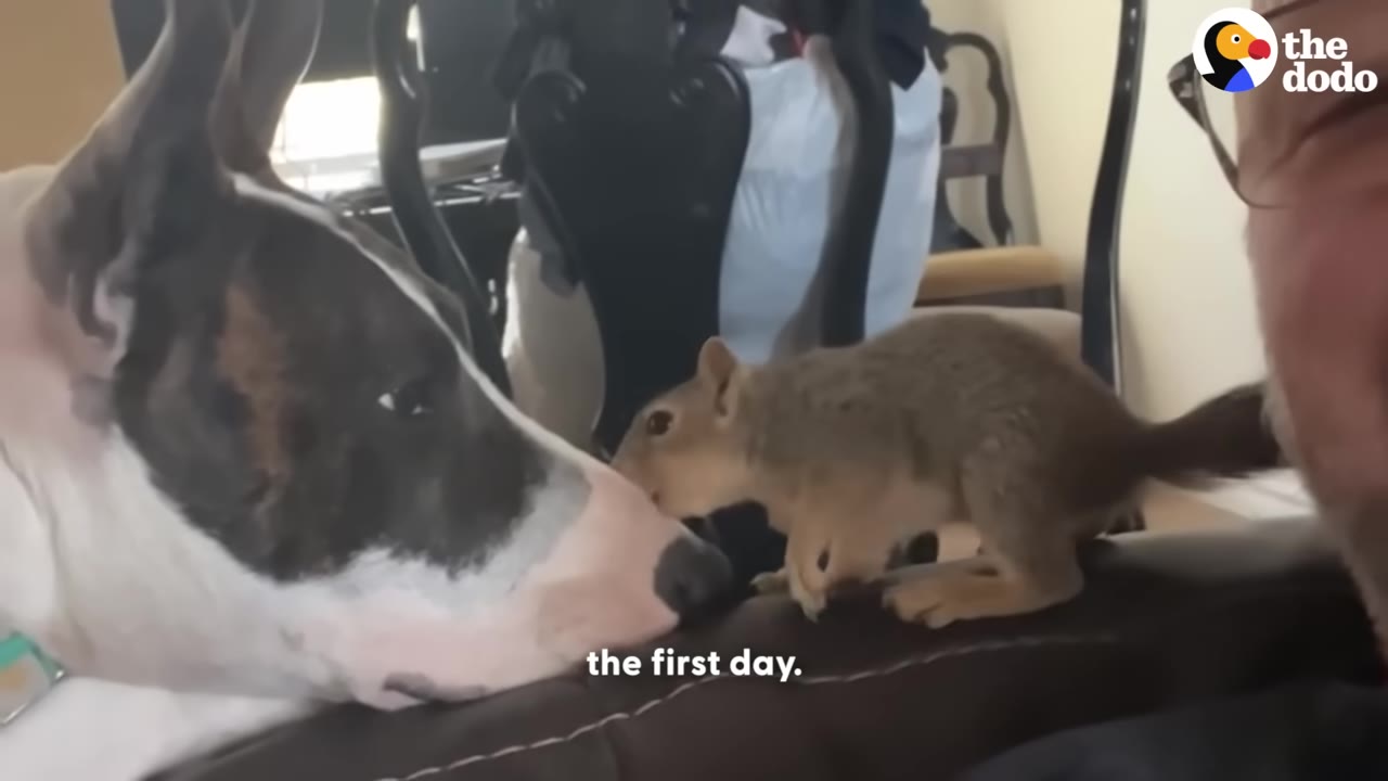 A brown and white dog lies on a couch, looking gently at a small baby squirrel standing right in front of its nose.