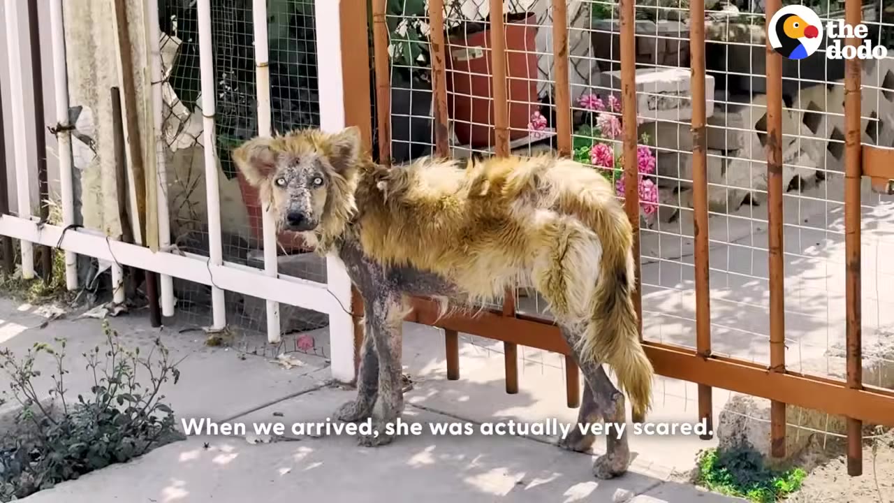 A severely neglected, thin dog with patchy fur and skin issues stands near a metal gate, looking towards the camera with wide, fearful eyes.